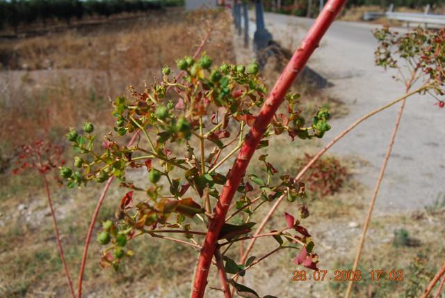 Euphorbia ceratocarpa / Euforbia cornuta